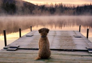 Golden Pup and pond