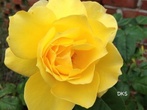 Yellow Rose copy