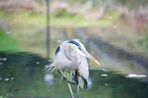 Fishing Pond